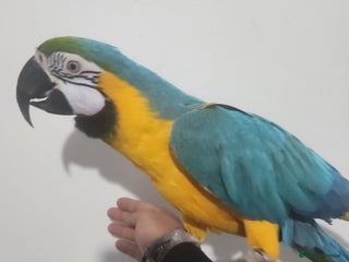 Budgerigars birds Super tame blue gold macaw - Advert 4