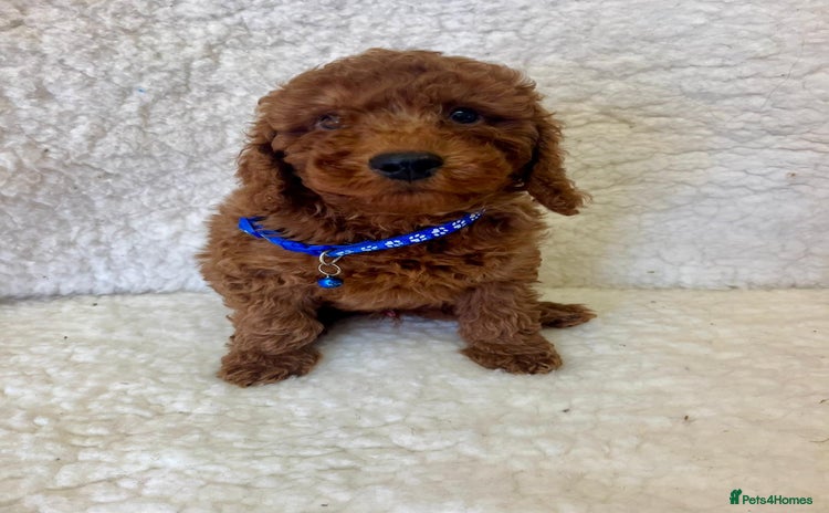 Goldendoodle dogs - Advert 4