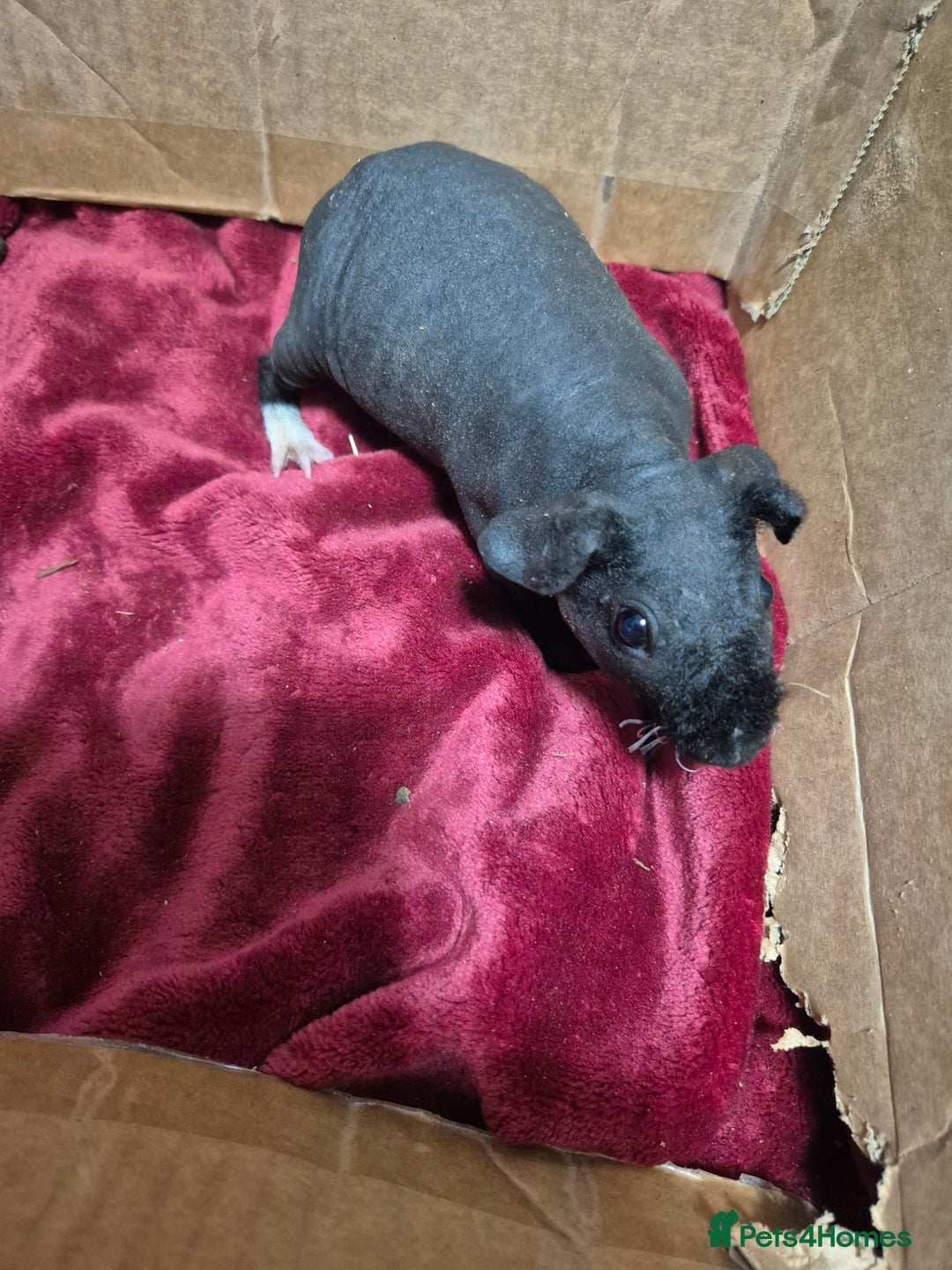 Guinea Pig rodents for sale: Pair of Female Skinny Pigs For Sale  - Advert 2