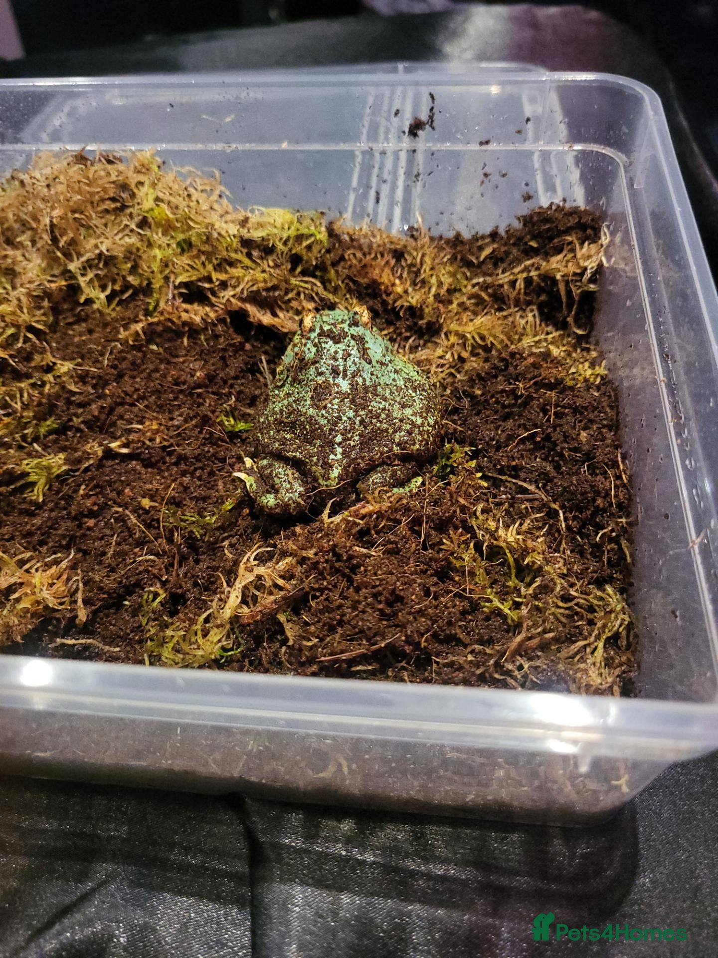 Frog reptiles for sale: Peppermint pacman frog - Advert 10