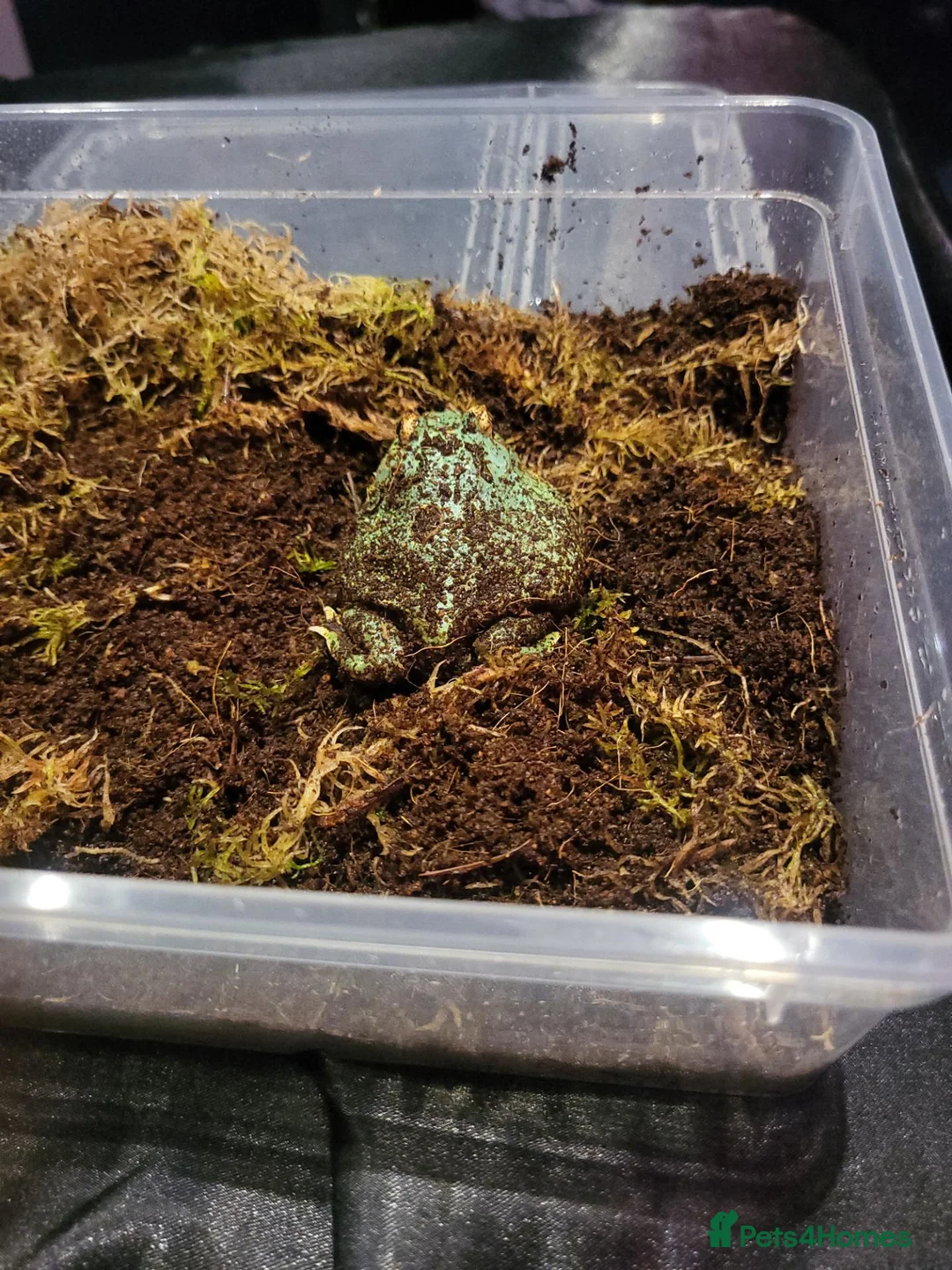 Frog reptiles for sale: Peppermint pacman frog in Coalville - Advert 1