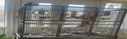 Parrots birds for sale: African grey parrots breeding pair in Maidstone - Advert 5