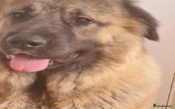 Caucasian Shepherd Dog dogs for sale: Caucasian Shepherd Female 1 Year and 10 months - Image 2