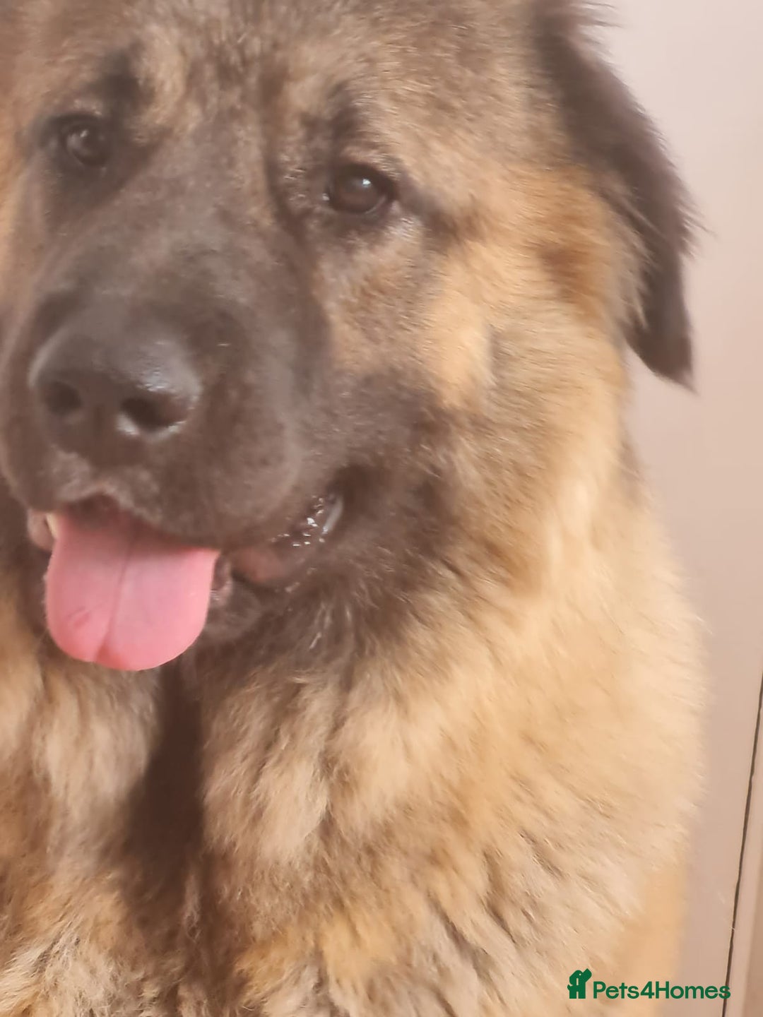 Caucasian Shepherd Dog dogs for sale: Caucasian Shepherd Female 1 Year and 10 months - Image 2