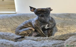 Mixed Breed dogs for sale: Peppa  - Image 3