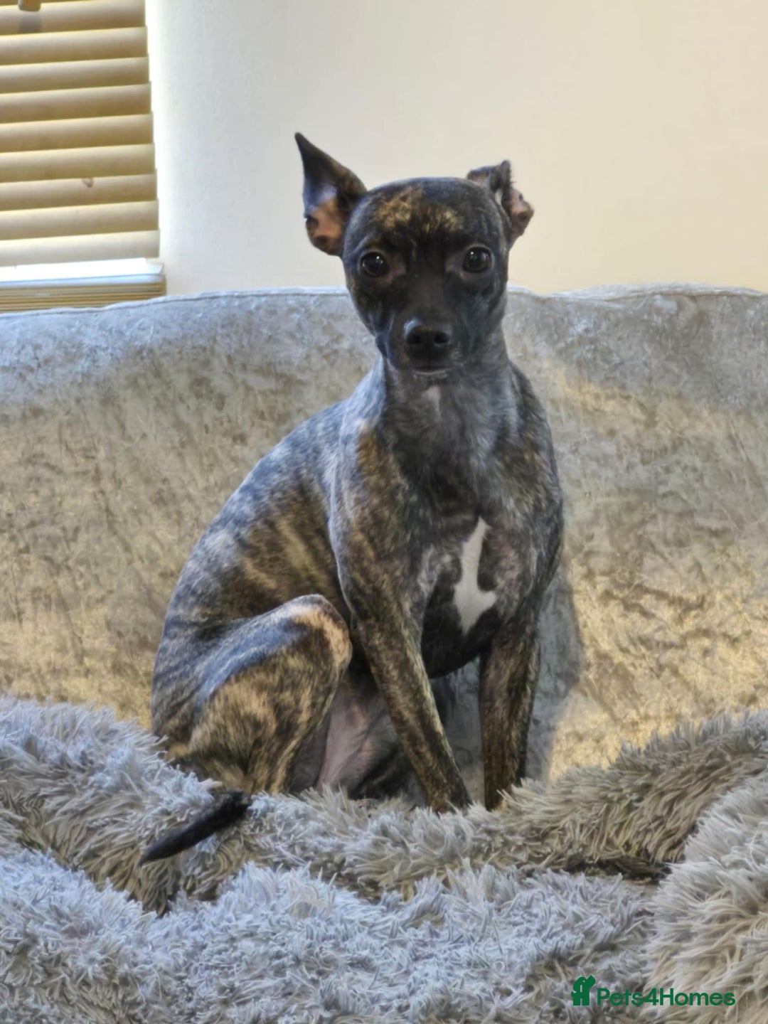 Mixed Breed dogs for sale: Peppa  - Image 3