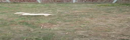 Miniature Dachshund dogs for sale: Girl and boy cream miniature dachshunds  - Advert 8