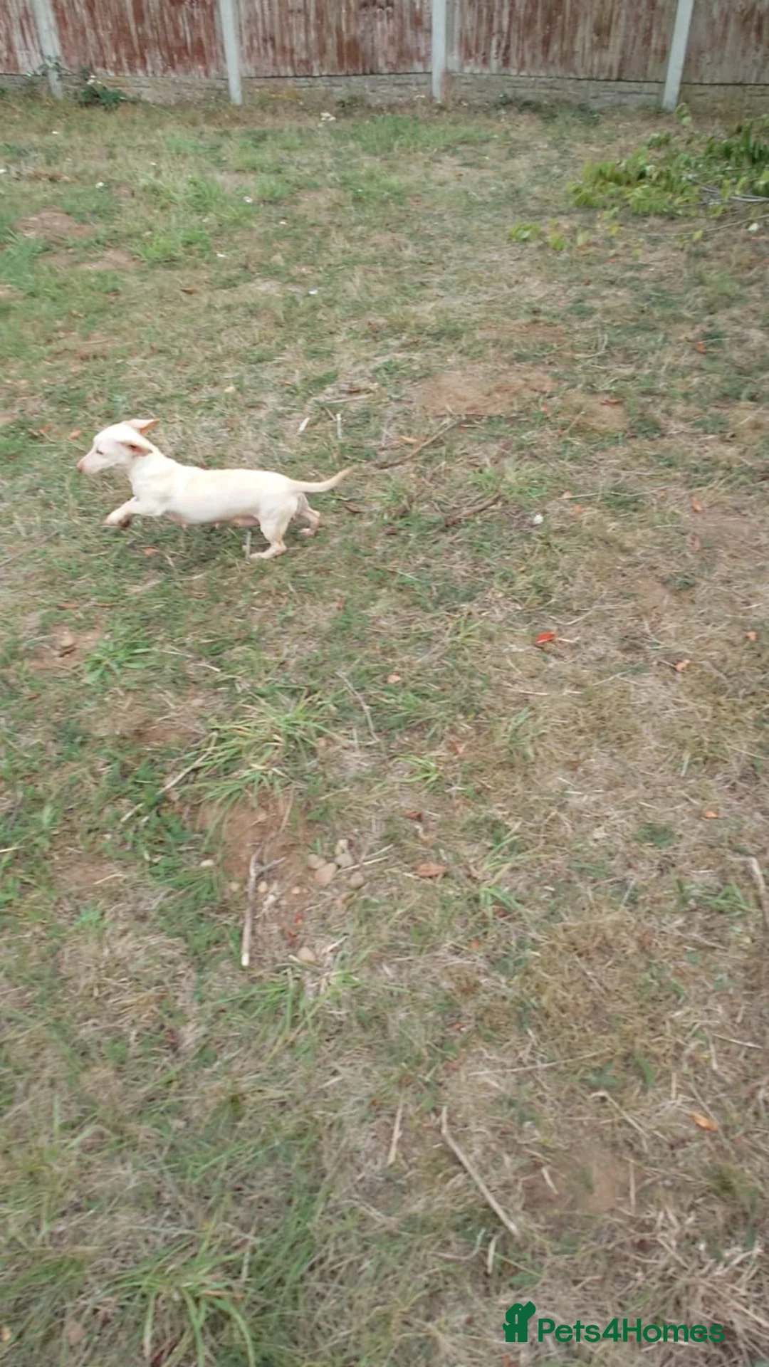 Miniature Dachshund dogs for sale: Girl and boy cream miniature dachshunds  - Advert 8