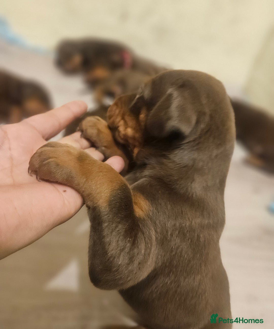 Dobermann dogs for sale: Elite Class World Champion Pedigree Pups KC'D - Image 15