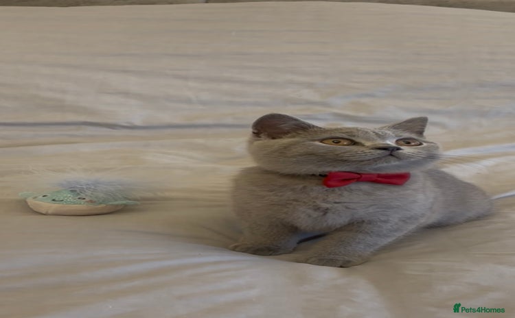 British Shorthair cats in Herne Bay - Advert 8