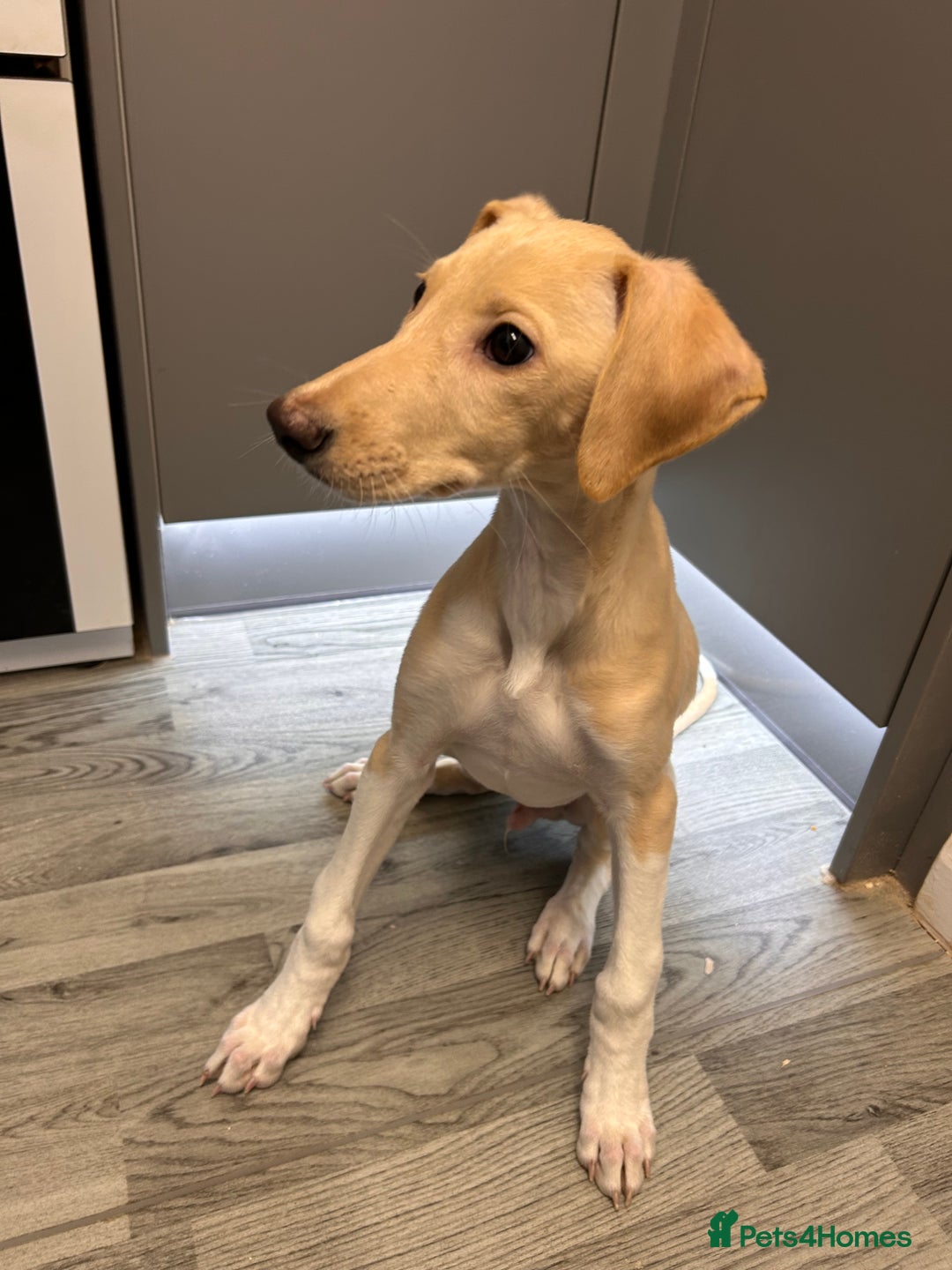 Mixed Breed dogs for sale: saluki greyhound  - Advert 5