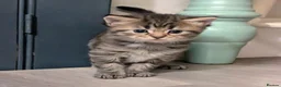 Mixed Breed cats for sale: VERY FRIENDLY AND WELL HANDLED KITTENS in Minehead - Advert 5