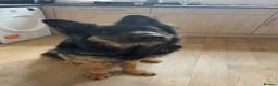 German Shepherd dogs for sale: Gorgeous 14 Week old Female German Shepherd - Advert 6