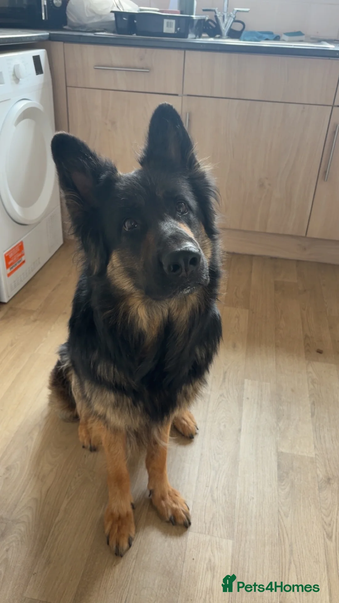 German Shepherd dogs for sale: Gorgeous 14 Week old Female German Shepherd - Advert 6