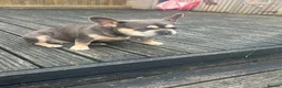 French Bulldog dogs for sale: Stunning lilac and Tan Girl - Advert 6