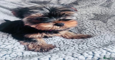 Yorkshire Terrier dogs in Shifnal - Advert 1