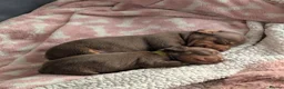 Miniature Dachshund dogs for sale: Miniature Dachshund pups for sale  - Advert 2