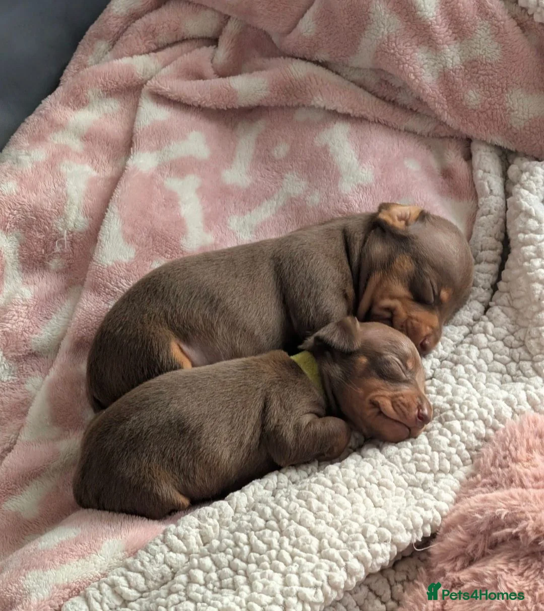 Miniature Dachshund dogs for sale: Miniature Dachshund pups for sale  - Advert 2