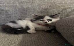 Mixed Breed cats for sale: Long hair male kitten  - Image 2