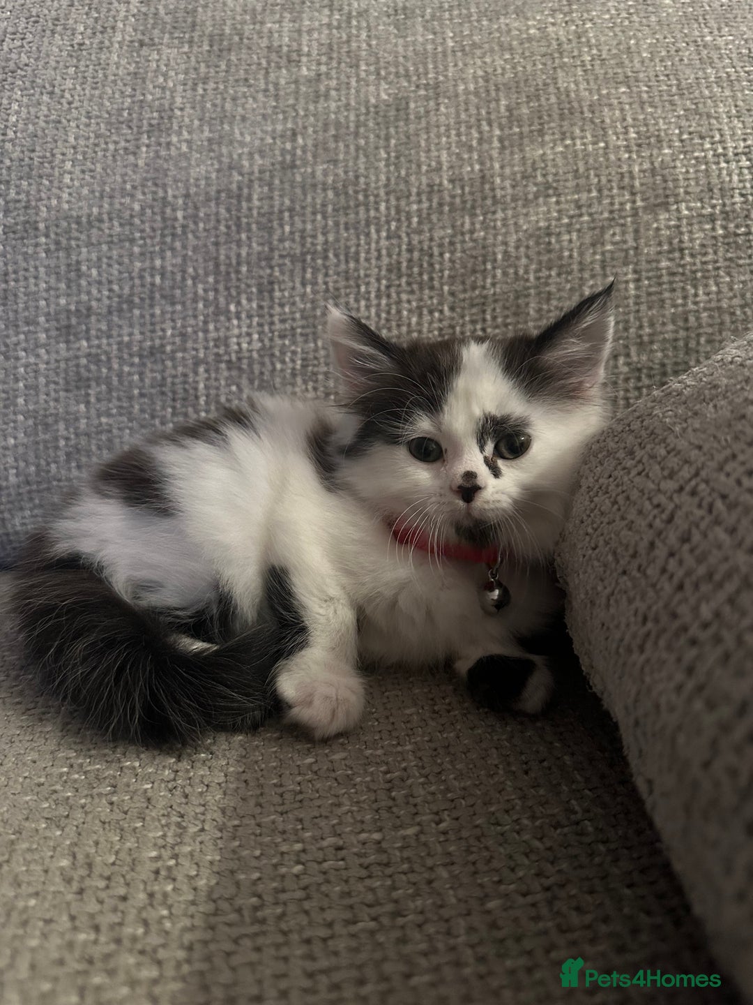 Mixed Breed cats for sale: Long hair male kitten  - Image 2