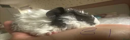 Guinea Pig rodents for sale: Baby Guinea Pig’s For Sale - Advert 3