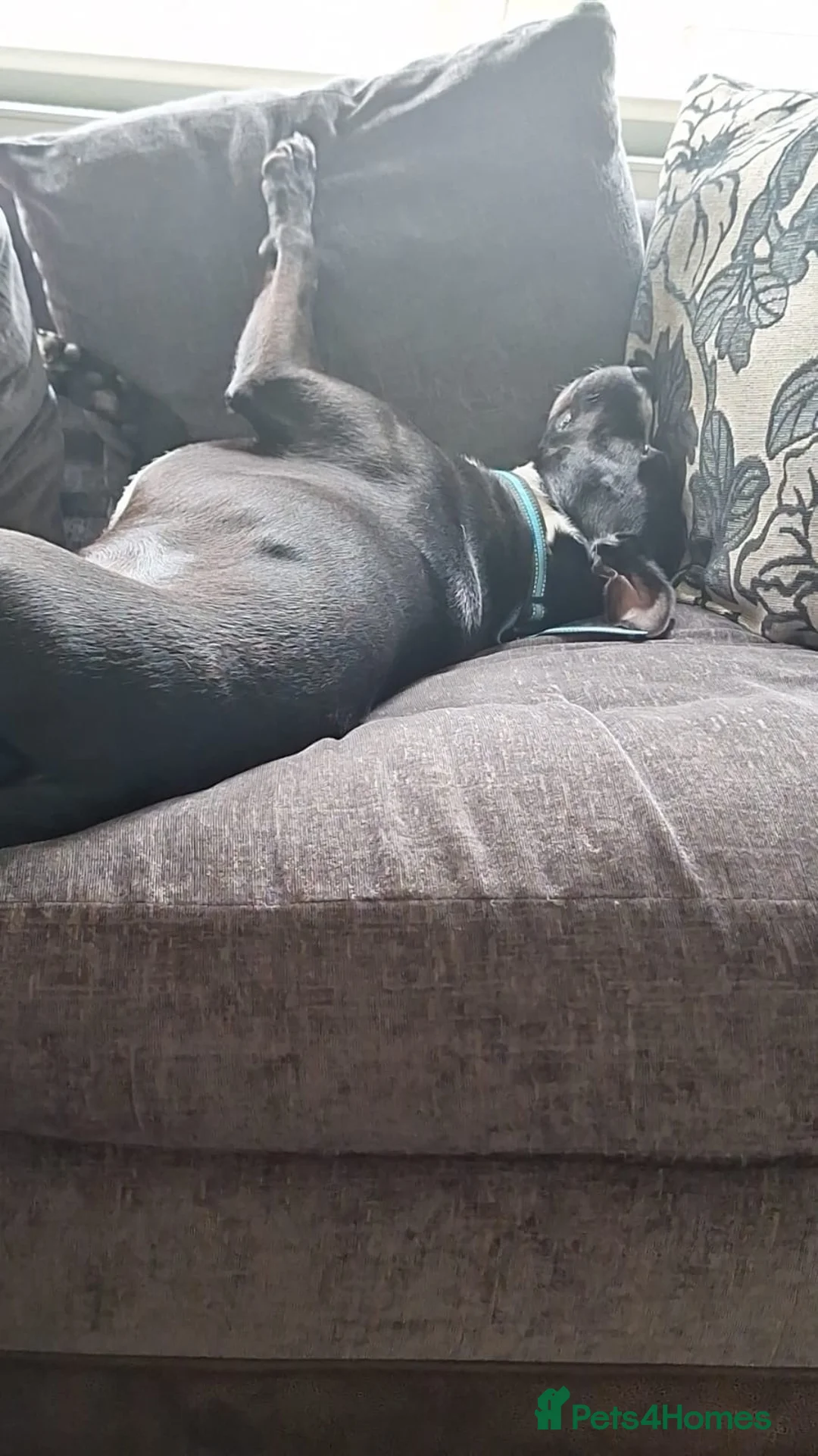 Mixed Breed dogs for sale: Adoption due to change in circumstances  - Advert 2