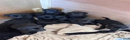 Labrador Retriever dogs for sale: Labrador puppies in Newton Aycliffe - Advert 7