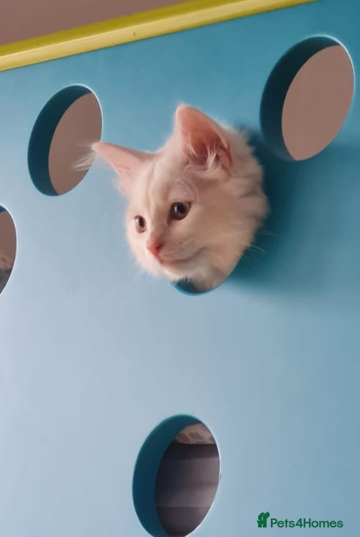 Turkish Van cats White Male Turkish Van - Advert 1