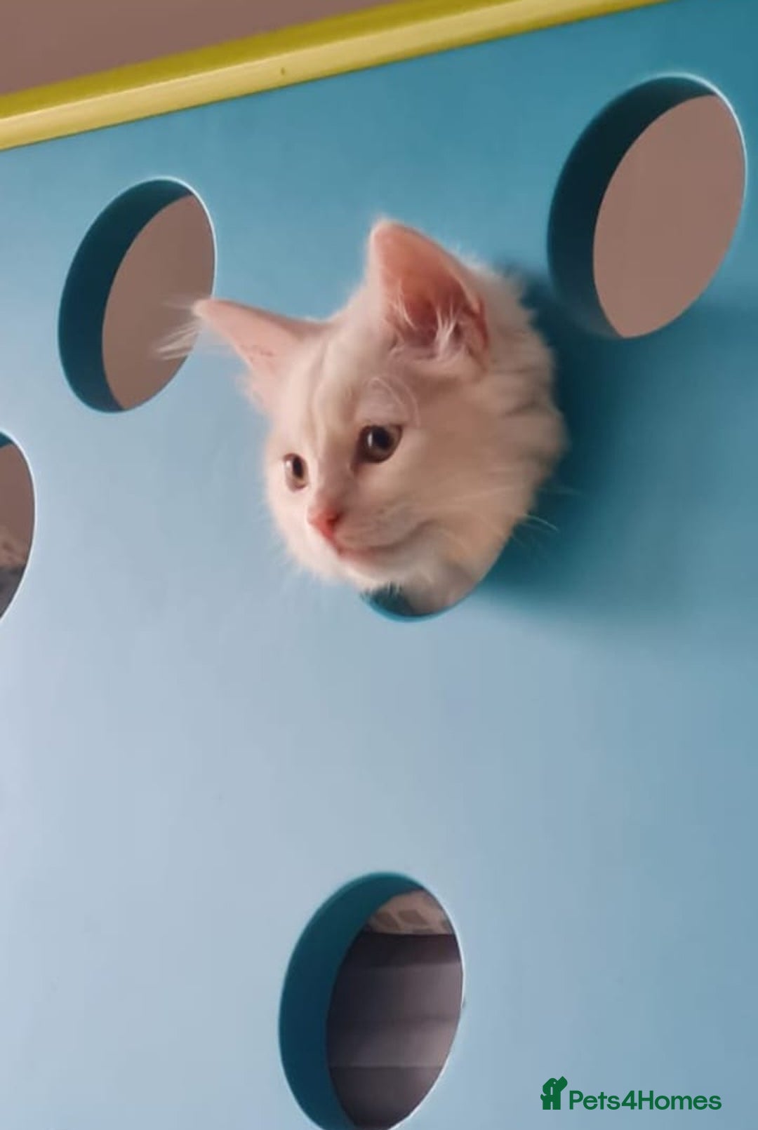 Turkish Van cats for sale: White Male Turkish Van - Advert 1