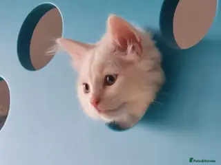 Turkish Van cats White Male Turkish Van - Advert 2