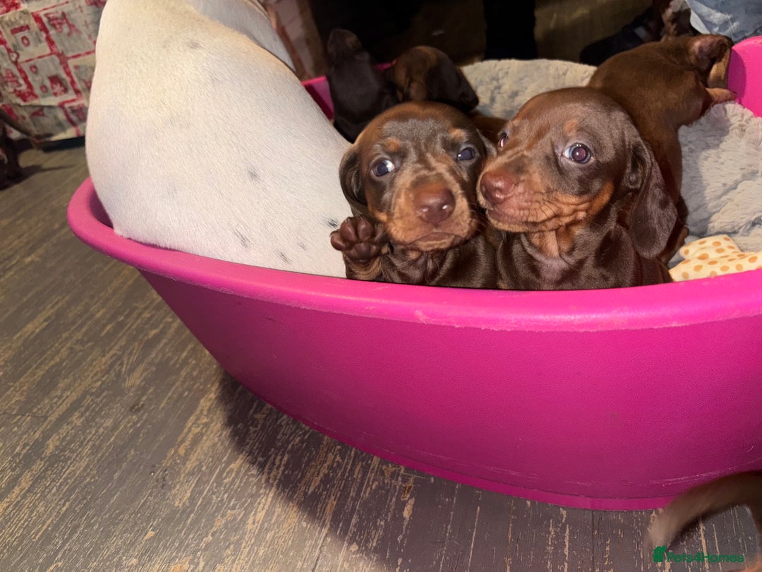 Dachshund dogs for sale: Gorgeous brown and tan dachshund puppies   - Advert 5