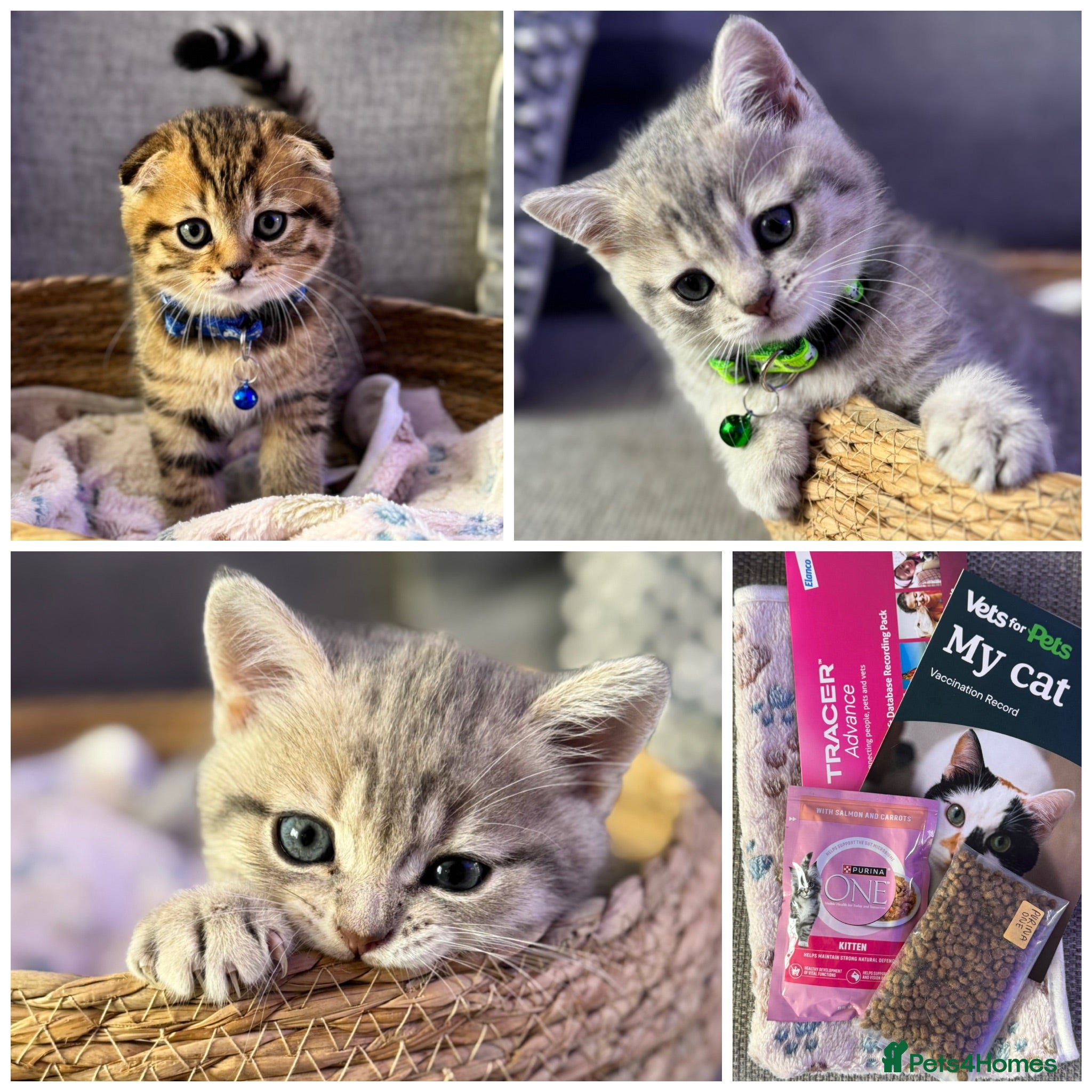Scottish Fold cats Ready to leave now 💙 Scottish straight/fold boys - Advert 8