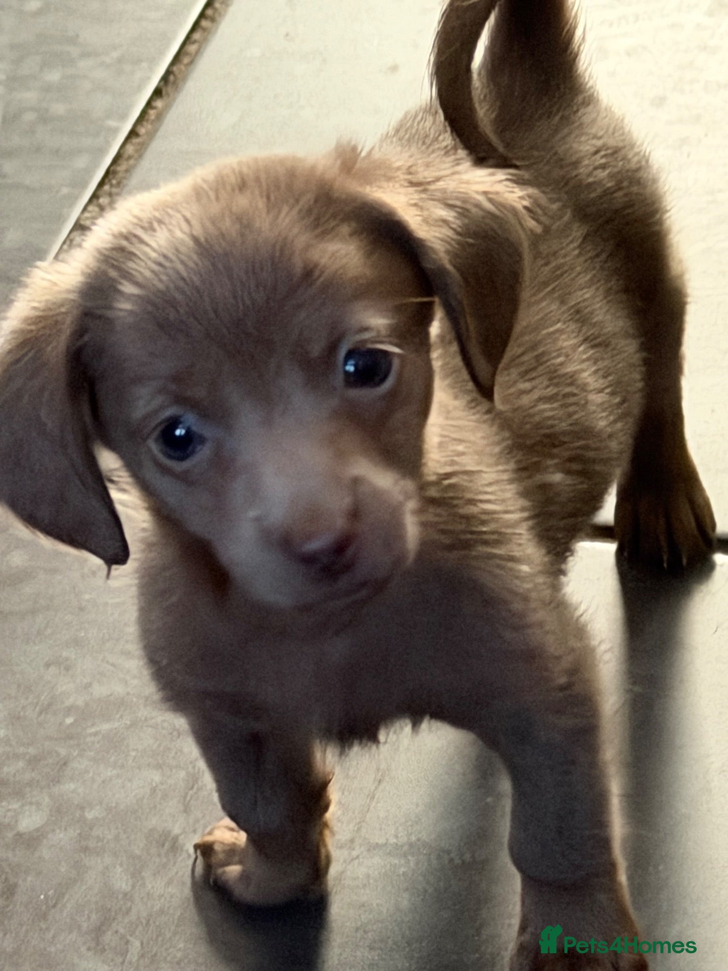 Mixed Breed dogs sausage x pom  - Advert 2