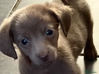 Mixed Breed dogs sausage x pom - Advert 2