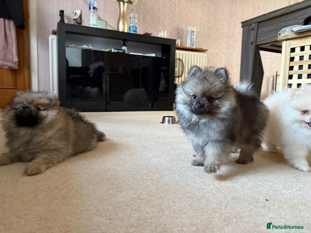 Pomeranian dogs for sale: 10 Week Purebred Pomeranian Champion EU Bloodline  - Advert 3