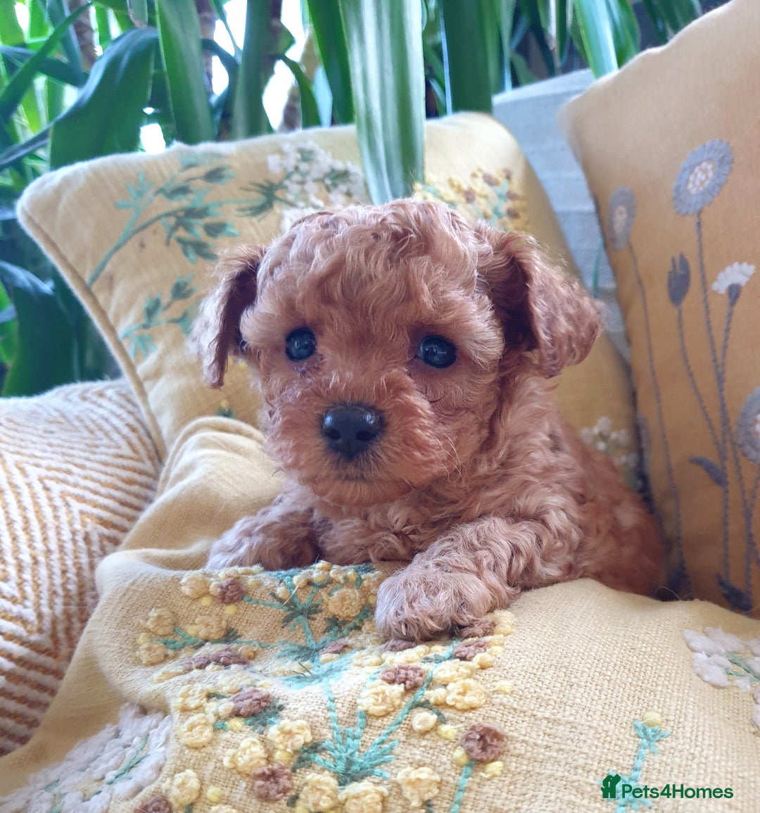 Poodle Coton De Tulear Puppies Available Now Cotonoodle
