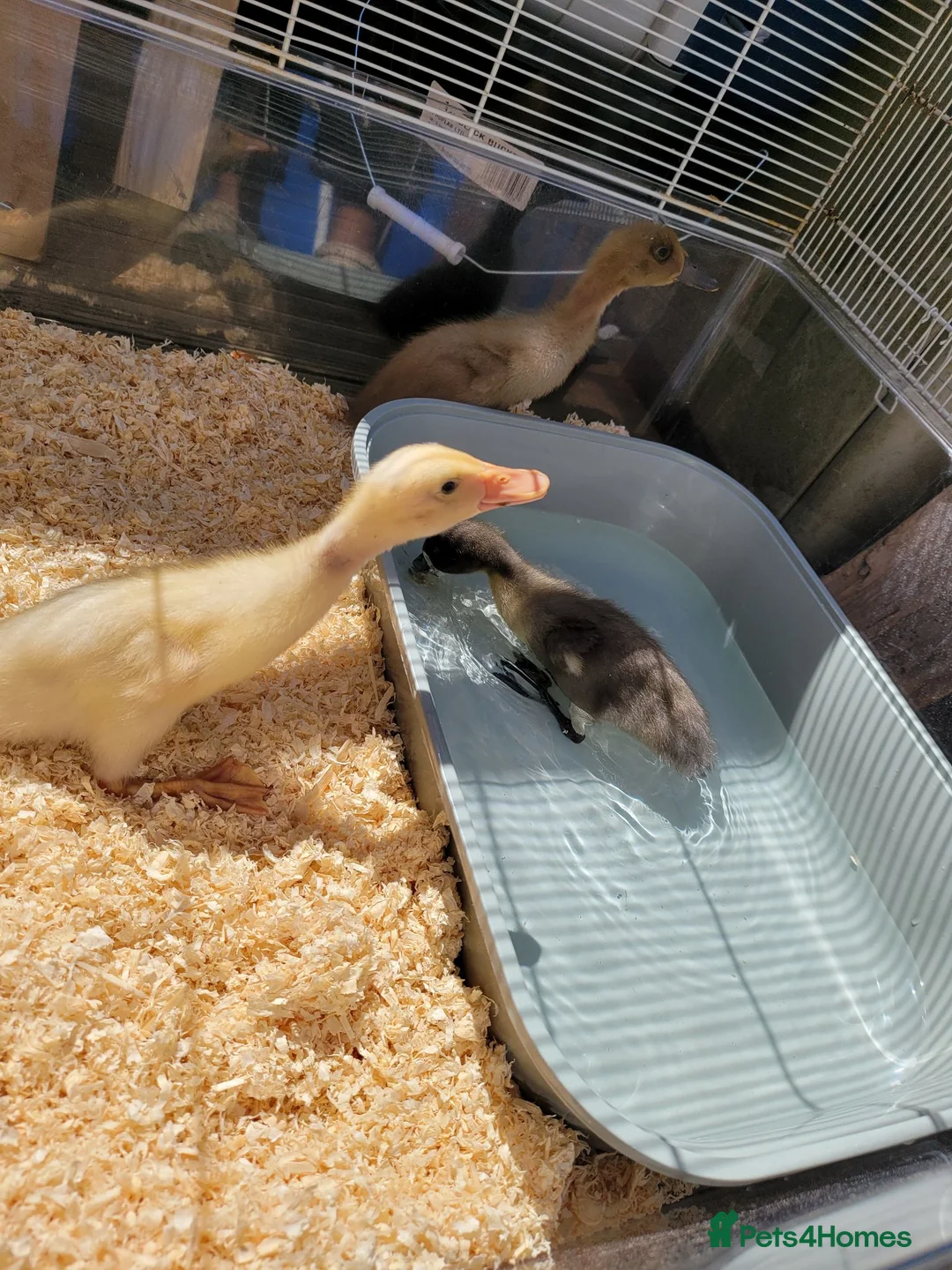 Ducks poultry for sale: Gorgeous baby runner ducks - Advert 6