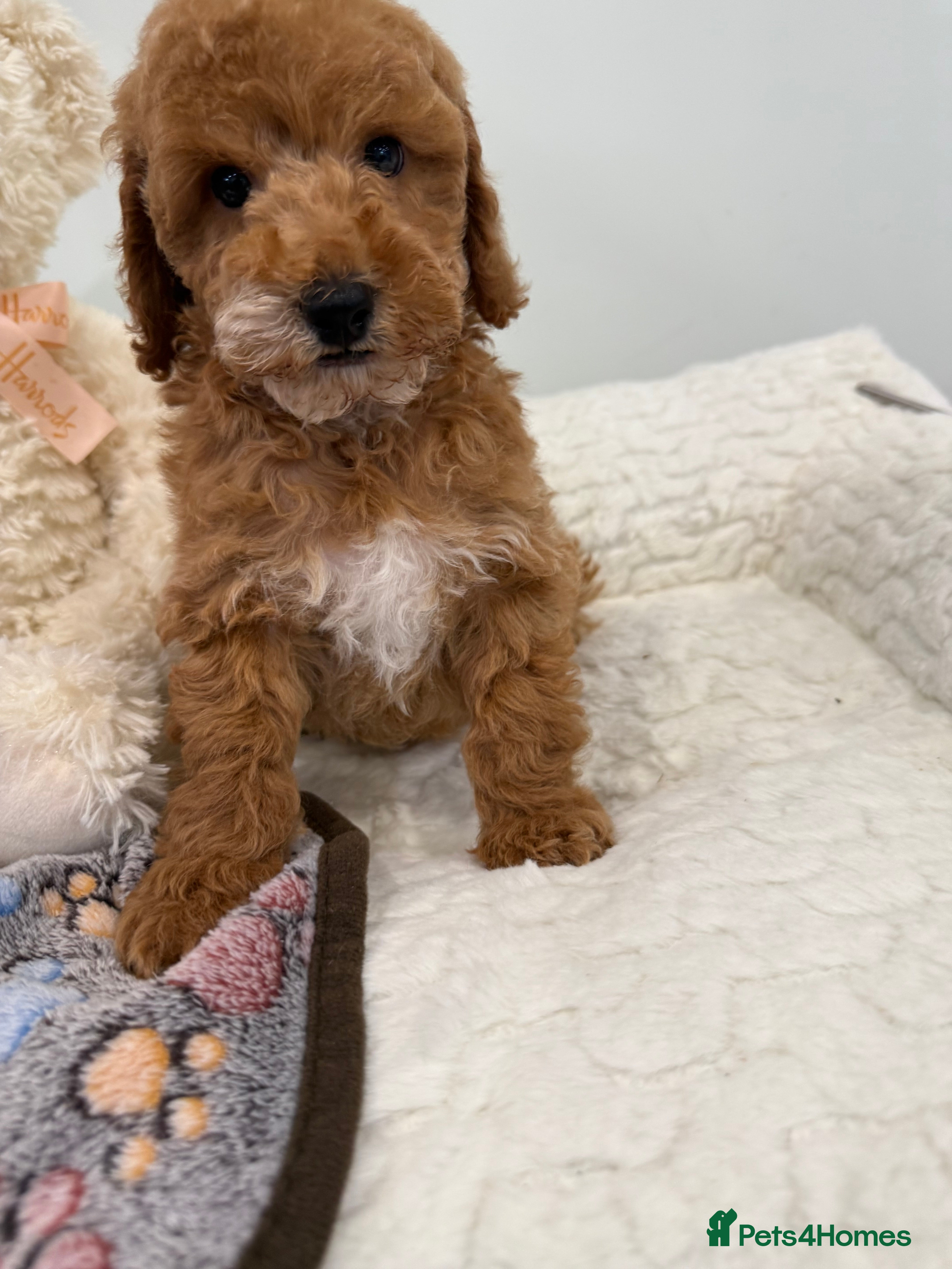 Miniature Poodle dogs Abstract Parti boys available. Kc & DNA clear. - Advert 13