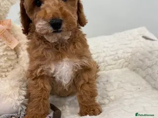 Miniature Poodle dogs Abstract Parti boys available. Kc & DNA clear. - Advert 13