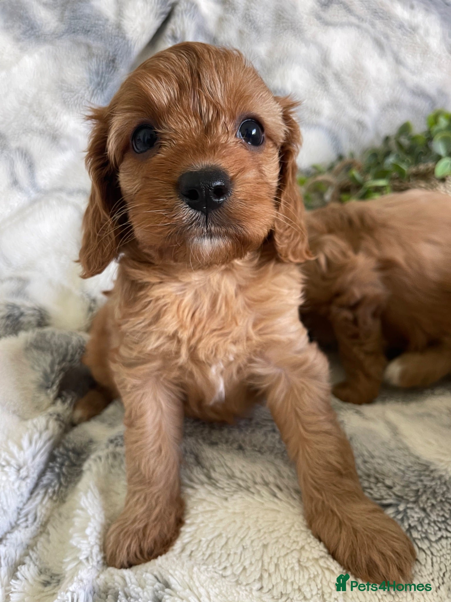 Cavapoo dogs EXTENSIVELY DNA TESTED TOY CAVAPOOS - Advert 2