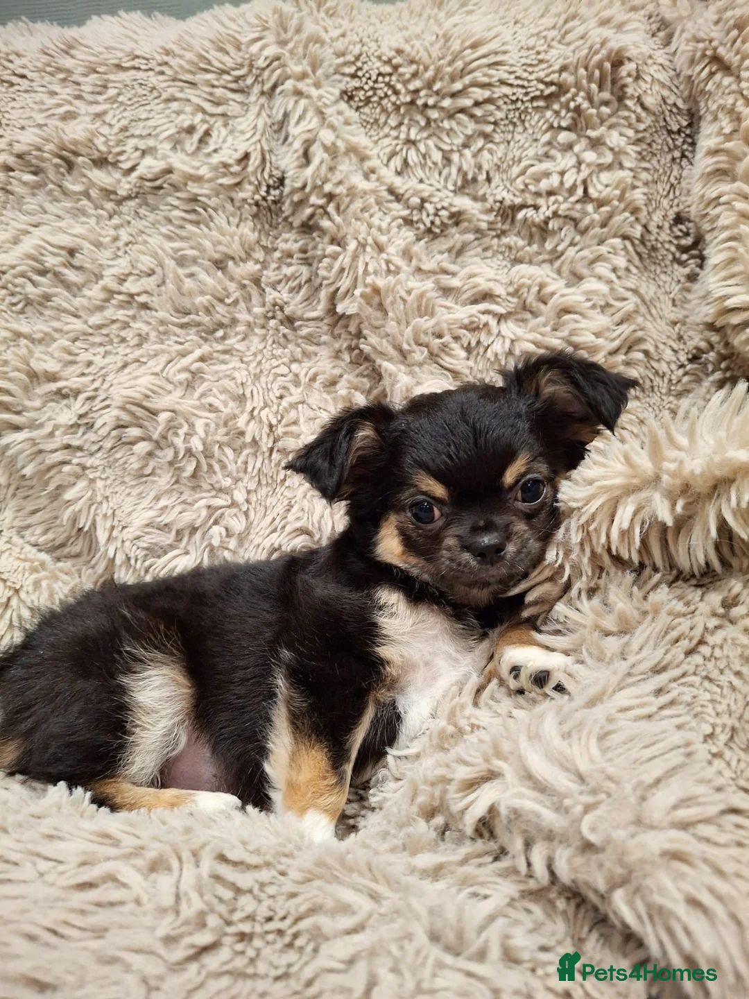 Chihuahua dogs for sale: KC Reg Chihuahua Puppy’s  - Advert 4