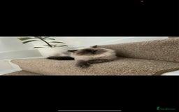 Persian cats for sale: Ivy and kiki - Image 5