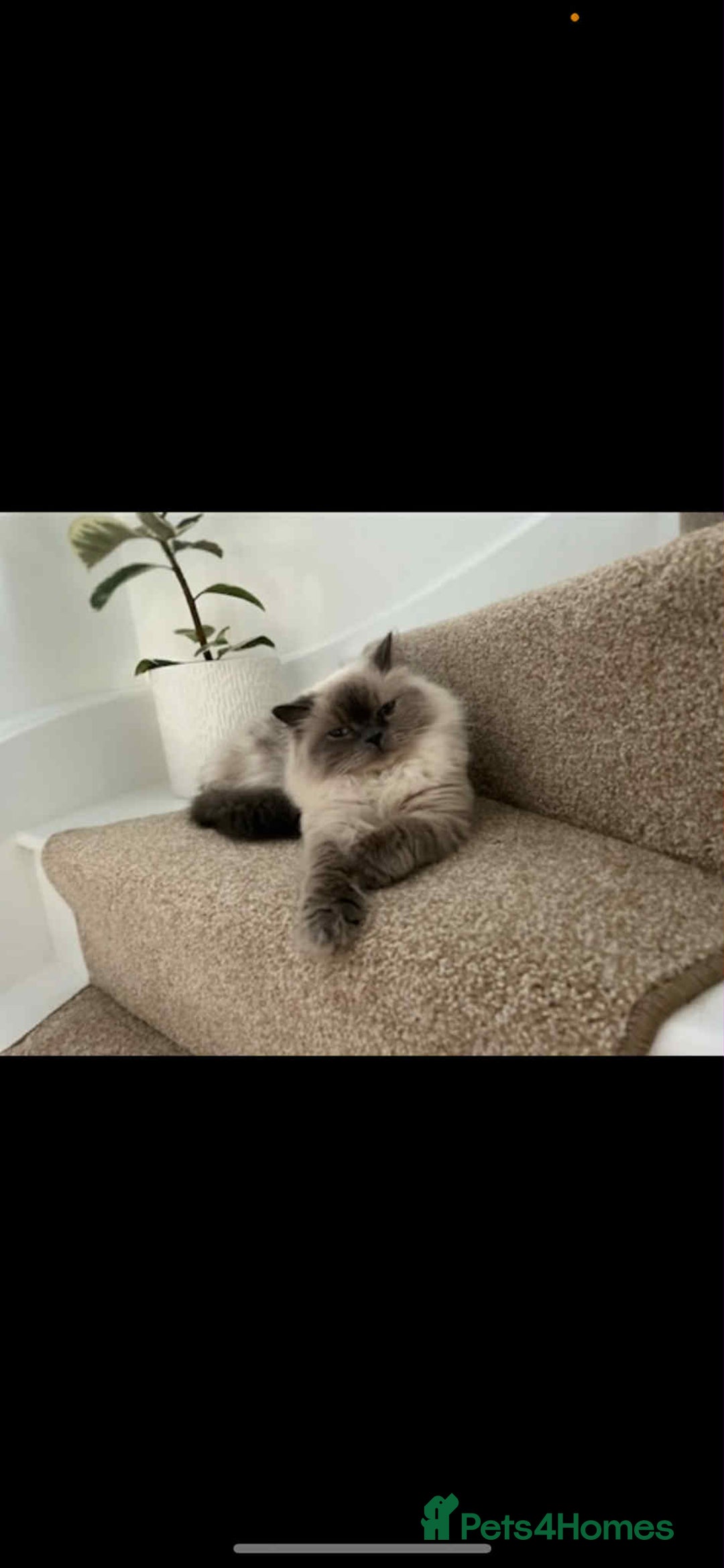 Persian cats for sale: Ivy and kiki - Image 5