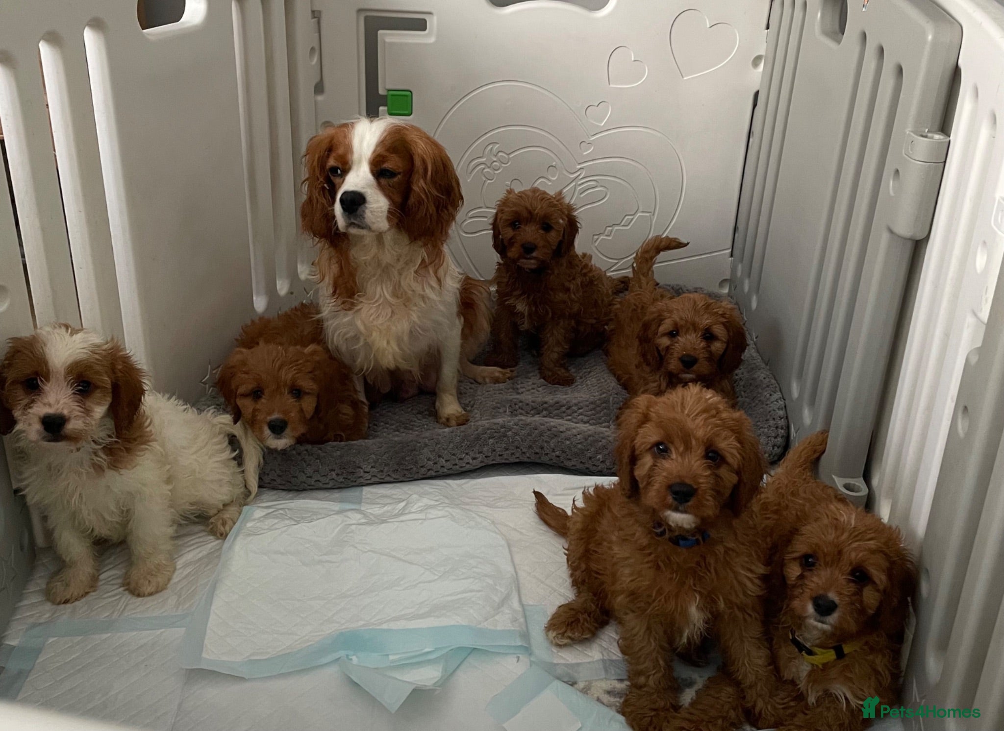 Cavapoo dogs ADORABLE CAVAPOO PUPPIES  - Advert 18