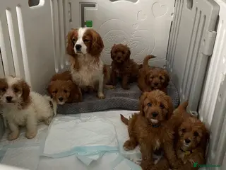 Cavapoo dogs ADORABLE CAVAPOO PUPPIES - Advert 18