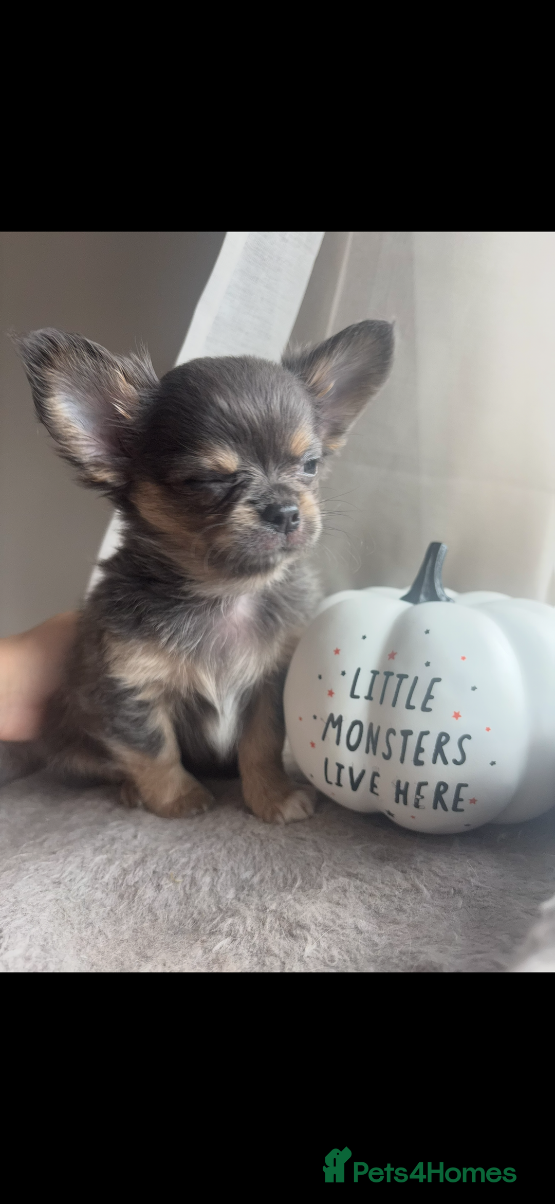 Chihuahua dogs for sale: READY TO LEAVE SOON Tiny Blue Longhair Chihuahua  - Advert 7