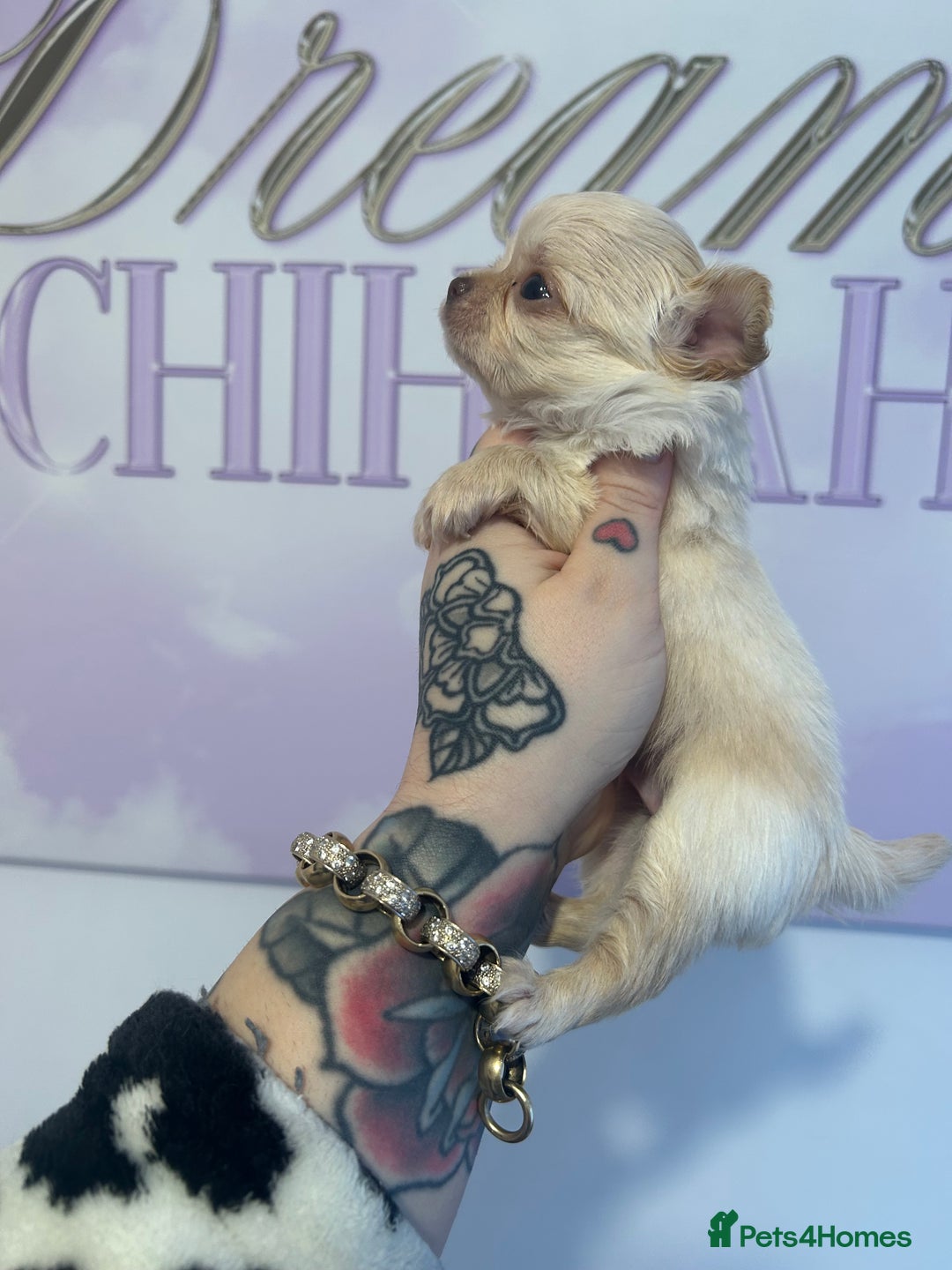 Chihuahua dogs for sale: 3 beautiful cream Chihuahua boys  - Advert 4