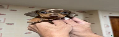 Miniature Dachshund 1