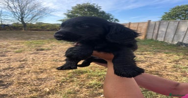 Cocker Spaniel dogs - Advert 1