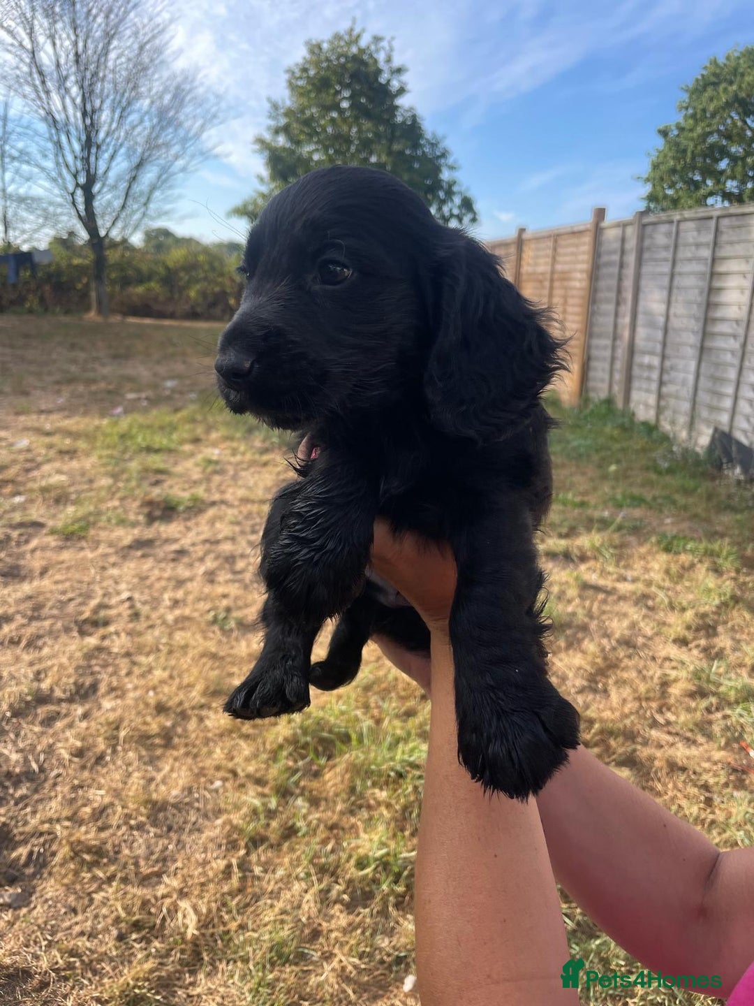 Cocker Spaniel dogs for sale: Cocker spaniels puppies - Image 3